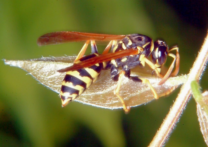 Polistes bruca